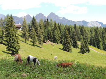 Sheep grazing in a field