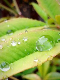 Close-up of water drops on leaf