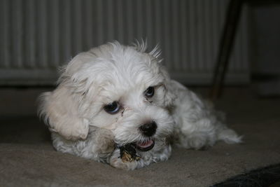 Portrait of white dog relaxing on floor at home