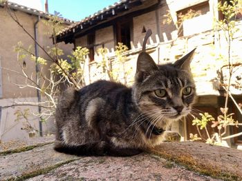 Portrait of a cat