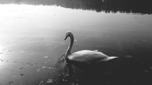 Swan swimming in lake