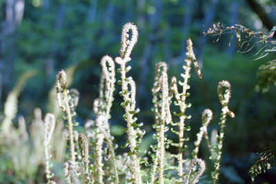 Close-up of plant growing outdoors