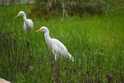White duck on field