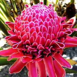 Close-up of red flower