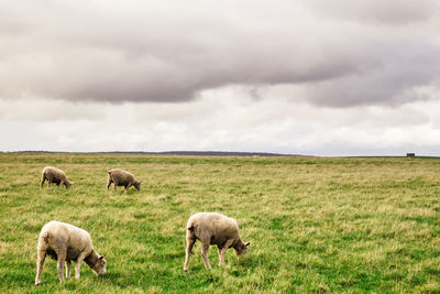 Sheep grazing on field against cloudy sky