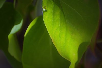 Close-up of green leaves