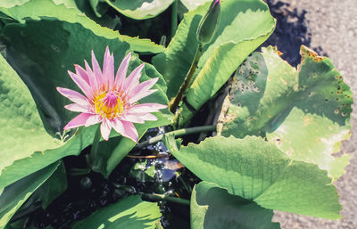 High angle view of lotus water lily blooming outdoors