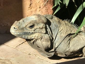 Close-up of a turtle in zoo