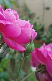 Close-up of pink flowers blooming outdoors