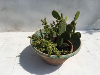 High angle view of potted plant on floor against wall