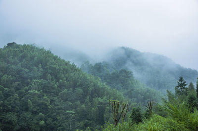 Trees in forest against sky during foggy weather