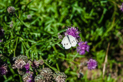 Close-up of bee on purple flower