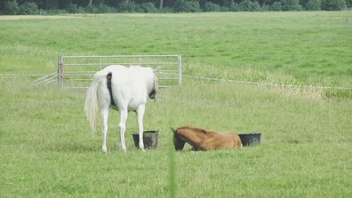 Horses on grassy landscape