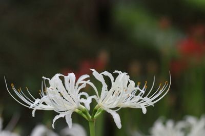 Close-up of white flowers blooming outdoors