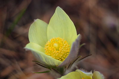 Close-up of yellow flowering plant
