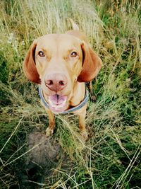 Close-up portrait of a dog