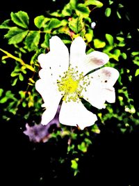 Close-up of white flowering plant