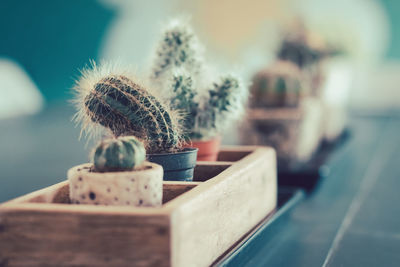 Close-up of succulent plant on table