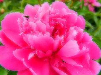 Close-up of insect on pink flower