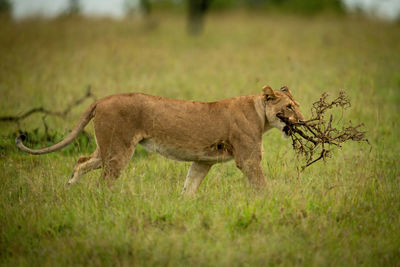 Lioness walks through long grass carrying branch