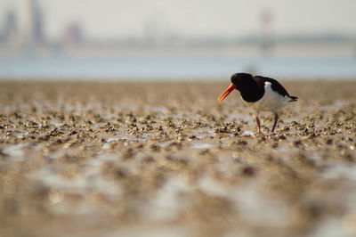 Close-up of bird on land