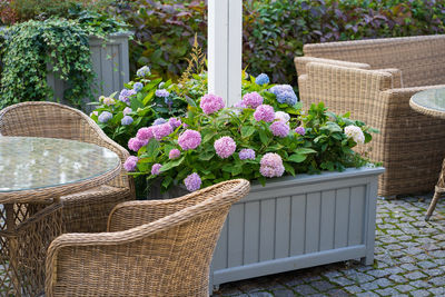 Spend evening on terrace. garden cafe or restaurant with wooden wicker chairs and blooming hydrangea