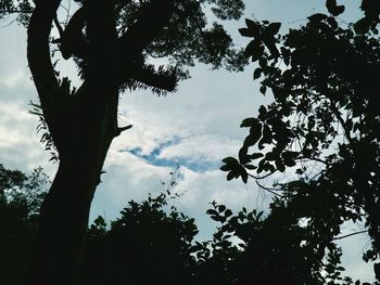 Low angle view of silhouette trees against sky