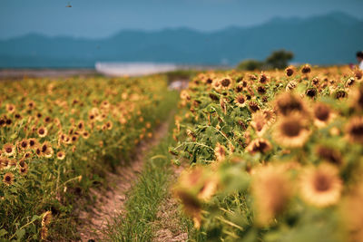 Close-up of plants growing on land