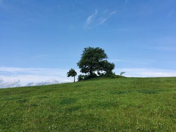 Tree on field against sky