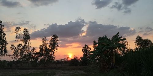 Silhouette trees on field against sky during sunset