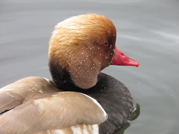 Close-up of swan in lake