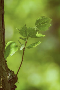 Close-up of fresh green plant
