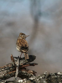 Close-up of bird perching on a tree