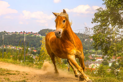 Horse standing on field