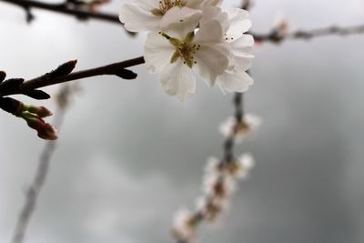 Close-up of cherry blossoms in spring