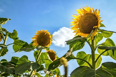 Close-up of yellow flowering plant against sky