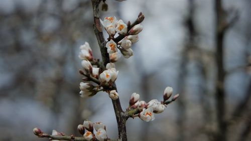 Close-up of cherry blossoms in spring