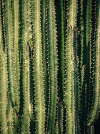 Full frame shot of plants