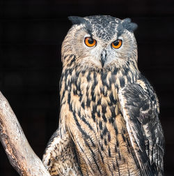 Close-up portrait of owl against black background