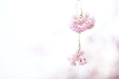 Close-up of pink flowers blooming against sky