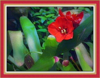 Close-up of red flowers