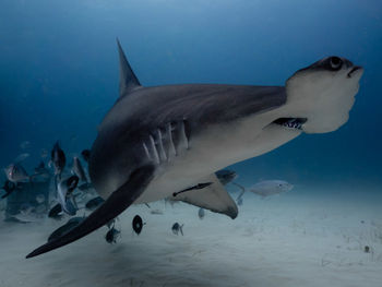Fish swimming in sea
