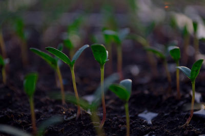 Close-up of small plant growing on field