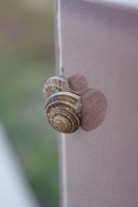 Close-up of snail