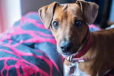 Close-up portrait of dog on bed at home