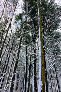 Low angle view of bamboo trees in forest