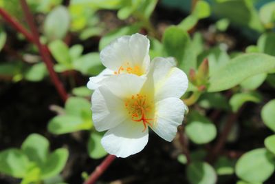 Close-up of white flowering plant