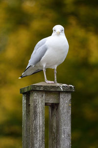 Seagull perching on wooden post