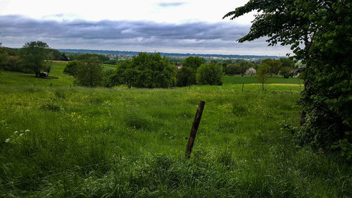 Scenic view of field against sky