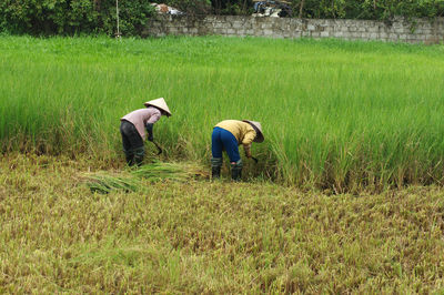 Men working on rice field